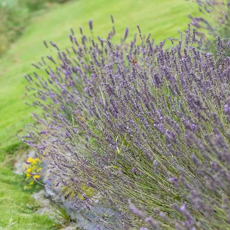 Appartement Mountshannon Cottage Mountshannon