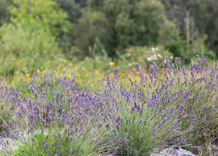 Mountshannon cottage Appartamento *