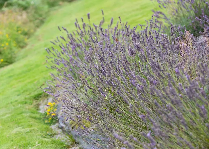 Appartamento Mountshannon cottage Mountshannon