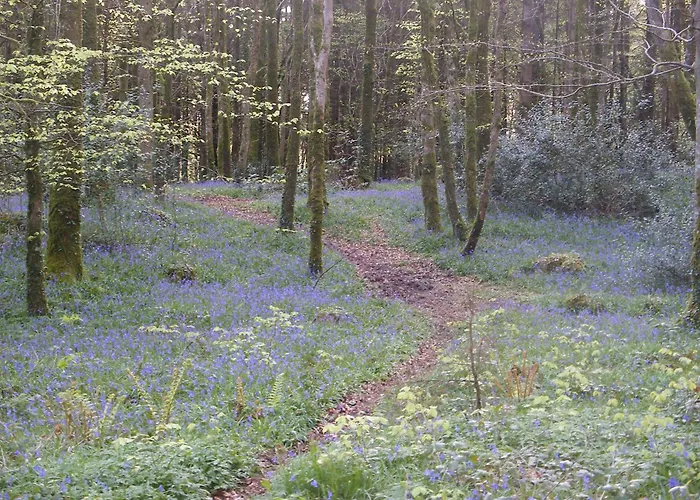 Mountshannon cottage